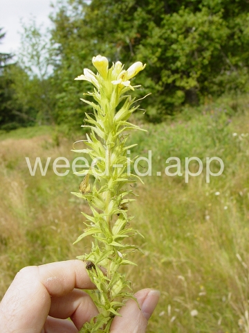 parentucellia, yellow